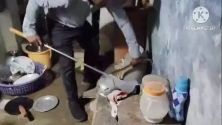 कोरबा: रामपुर में सब्जी बना रही युवती पर उछला सांप, कुकर में बन रही सब्जी जलकर खाक, सर्प मित्रों ने किया रेस्क्यू