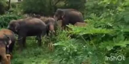 सोहागपुर: उधिया गांव पहुंचा हाथियों का दल, ग्रामीणों में दहशत, सब्जियों को पहुंचाया नुकसान, वन विभाग मौजूद