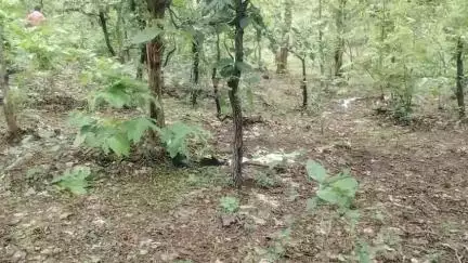 लटेरी: बड़ी मदागन के जंगल में 70 वर्षीय बुजुर्ग का शव मिलने से सनसनी