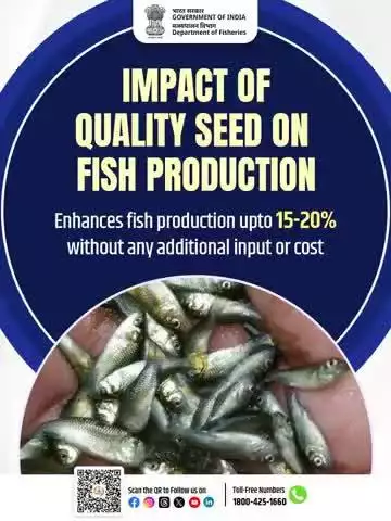 Investing in the right seed is the first step towards sustainable and profitable aquaculture. 
#BlueRevolution #FisheriesIndia #FishSeed #Aquaculture #DepartmentOfFisheries