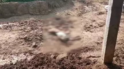 सिकंदरा: बेनीपुर गांव के पास बनी गौशाला में गौवंशों के लिए यातना गृह, भूख और बीमारी से 3 गौवंशों की मौत, कई बीमार