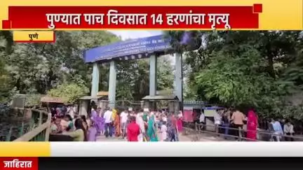 पुणे शहर: पुण्यात पाच दिवसात १४ हरणांचा मृत्यू; पुण्याच्या राजीव गांधी प्राणी संग्रहालयातील घटना