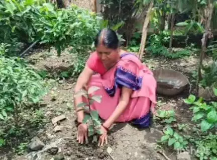 थांदला: कलेक्टर के निर्देश पर थांदला में मातृधरा अभियान के तहत आंगनवाड़ी कार्यकर्ताओं ने किया पौधारोपण
