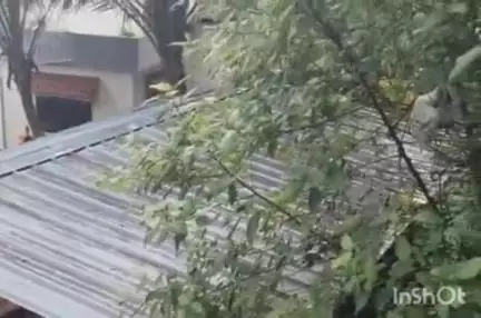 അടൂര്‍: അങ്ങാടിക്കൽ ഒറ്റത്തേക്കിൽ അജ്ഞാത ജീവി കോഴികളെ കടിച്ച് കൊന്നു
