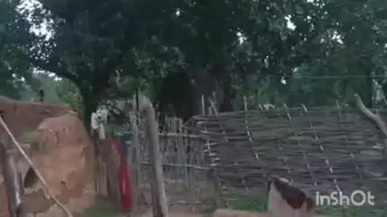 ब्यौहारी: ब्यौहारी के खडहुली गांव में जंगली हाथी, वन विभाग कर रहा निगरानी