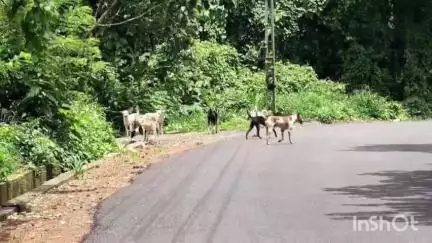 പട്ടാമ്പി: വീണ്ടും ആശങ്ക, ഞാങ്ങാട്ടിരിയിൽ ആളുകളെ കടിച്ച നായക്ക് പേ വിഷബാധ സ്ഥിരീകരിച്ചു