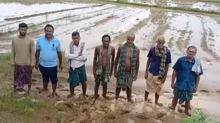ଢେଙ୍କାନାଳ ସଦର: ବାରଦା ଚାଷିଙ୍କ ଢୋଲପଶି ଅଞ୍ଚଳରେ ଧାନ ଫସଲ ଲଗାଣ ବର୍ଷାରେ ଉଜୁଡିଗଲା
