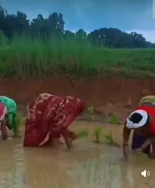 सामरी कुसमी: भगवतपुर में विधायक का रोपा लगाते वीडियो हुआ वायरल, गुनगुनाते नजर आए देशी गीत