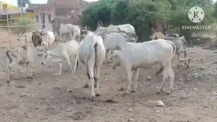 बांधवगढ़: ज़िला कलेक्टर ने नगर में घूम रहे आवारा पशुओं को गोशाला भिजवाने के दिए निर्देश