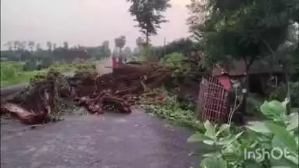 ठाकुरगंगटी: भगैया फिरोजपुर मार्ग पर बारिश से गिरा सेमल का पेड़, दो घंटे बाधित रहा आवागमन, ग्रामीणों ने हटाया