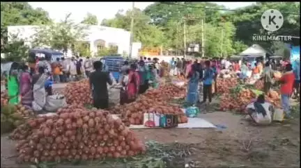 అనకాపల్లి జిల్లా మన్యంలో పండించిన పైనాపిల్ ధర పతనం, కనిష్టంగా 5 రూపాయలకు పడిపోయిన పండు ధర, గగ్గోలు పెడుతున్న రైతులు