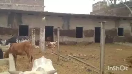 जहानाबाद: जहानाबाद में पशुओं को लंपी रोग से बचाने के लिए मुफ्त टीकाकरण अभियान शुरू