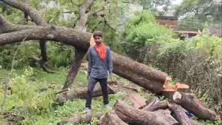 टेहरोली: हाटी में वन विभाग की अनदेखी के कारण काटे जा रहे हरे-भरे पेड़, ग्रामीण ने की शिकायत