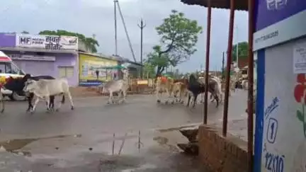 बांधवगढ़: कलेक्टर ने नगर में घूम रहे आवारा पशुओं को गौशाला में रखने के दिए निर्देश