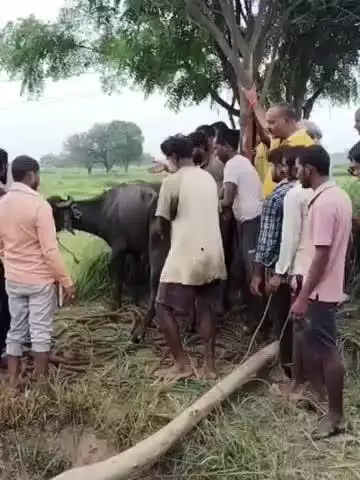 करछना: महेवा गांव के कुएं में गिरी भैंस को फायर ब्रिगेड की टीम ने कड़ी मशक्कत कर सुरक्षित बाहर निकाला
