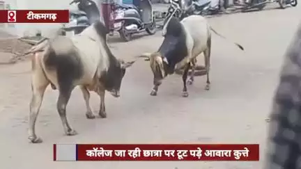 टीकमगढ़ में दो सांडों की लड़ाई, एक सांड नाली में गिरा