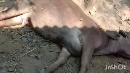 नांदुरा: नांदुरा तालुक्यातील वाकूड शिवारात विद्युत तारेच्या स्पर्शाने बैलाचा मृत्यू