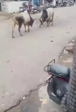 टीकमगढ़: टीकमगढ़ में 2 सांडों की लड़ाई से लोग परेशान, सीएमओ बोले गोवंश पकड़ने का काम जारी