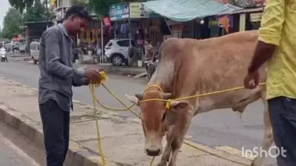 मंदसौर: पिपलियामंडी नगर परिषद कर्मचारियों ने 20 से अधिक गौवंश पकड़े, पब्लिक एप की खबर का हुआ असर, अभियान जारी