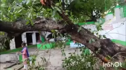 नवादा: नवादा शहर के संकट मोचन के पास जलाल बुखारी में एक सदियों पुराना विशाल वृक्ष अचानक गिरा, कई गाड़ियाँ हुईं क्षतिग्रस्त