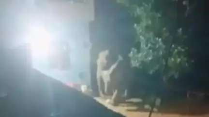 रायगढ़: बाकारूमा में मादा हाथी के हमले में दौलत राम राठिया के पैरों को कुचला, मौके पर हुई मौत