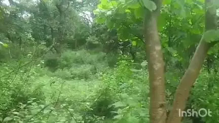 जयनगर: जयनगर के ग्रामीण हाथियों के आतंक से परेशान, फसल और सुरक्षा दोनों खतरे में