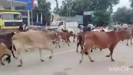 बैतूल नगर: नगर पालिका अमले ने सड़कों पर घूम रहे आवारा मवेशियों को पकड़कर गौशाला पहुंचाया
