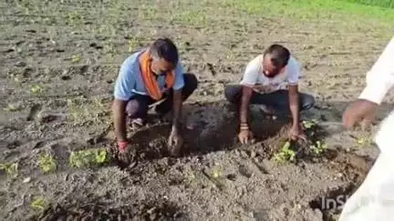 वाशिम: जिल्ह्यातील पांडव उमरा परिसरातील खरिपाची पिके हुमणी अळीमुळे नष्ट #Jansamasya