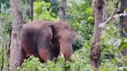 मानपुर: बांधवगढ़ टाइगर रिजर्व में दो दिवसीय कार्यशाला, हाथियों के लिए बनेगा कॉरिडोर, एमपी-छग के वन अधिकारी होंगे शामिल