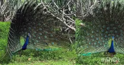 ખંભાળિયા: કિલેશ્વરની વનરાઈમાં કલા કરતાં મોરના મનોરમ્ય દ્રશ્યો કેમેરામાં થયા કેદ.