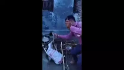 फुलवरिया: पचमवा गांव में घर के आंगन में निकला जहरीला कोबरा, स्नैक कैप्चर ने किया रेस्क्यू, मचा हड़कंप