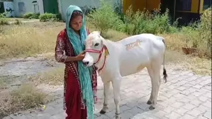 सहारनपुर: सहारनपुर में 'गौ माता को राष्ट्र माता का दर्जा दिलाने को लेकर अनोखी कावड़ यात्रा' बनी आकर्षण का केंद्र
