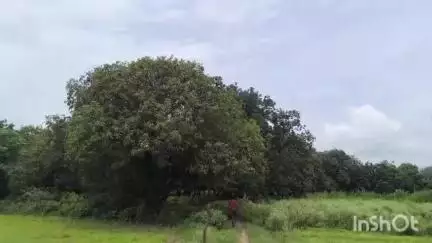 વિસનગર: ઉમતા ગામની સીમમાં મળેલ વિકૃત મૃતદેહમાં FSL રિપોર્ટ આવ્યા બાદ થશે ખુલાસો