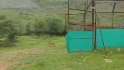 नैनवां: आक्रामक तेवर वाली बाघिन की अब सुनाई देगी बूंदी के जंगलों में दहाड़, एनक्लोजर में बंद युवा बाघिन को किया गया जंगल में आजाद