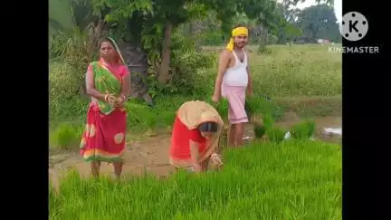 पथरगामा: पथरगामा हुपनाटोला ग्राम में पांचाटी पूजा के बाद ही कुड़मी समाज के लोग करते हैं धान की रोपाई