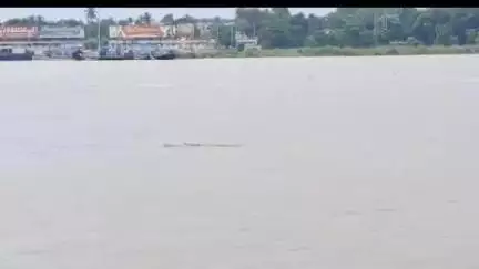 কালনা ১: কালনা খেয়াঘাটের পাশে জাপট এলাকায় ভাগীরথিতে ফের কুমিরের দেখা