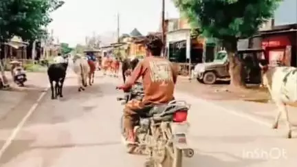 गदरपुर: दिनेशपुर-चक्कीमोड़ पर आवारा पशुओं का आतंक बढ़ा
