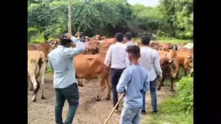 હડમતાળામાં લમ્પી વાયરસથી 3 પશુના મોત:400 પશુઓનું રસીકરણ કરાયું, પશુપાલકોમાં ચિંતાનો માહોલ