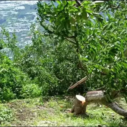 कोटखाई: ग्राम पंचायत पांदली गांव चैथला में पुलिस बल की मौजूदगी में वन विभाग द्वारा सेब के बागीचों का कटान लगातार जारी