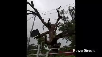 नाहन: नाहन शहर में 15 भारी भरकम सूखे पेड़ कब होंगे खतरनाक घोषित, नगर परिषद की अनदेखी आ रही आड़े
