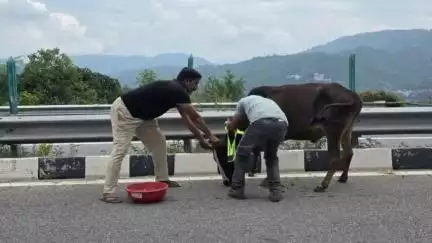 झंडूता: कीरतपुर नेरचौक फोरलेन पर बेसहारा पशुओं के गले में लगाए गए रिफ्लेक्टिव बैंड्स