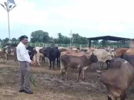 कन्नौज: कन्नौज में डीएम के निर्देश पर 55 आवारा पशुओं को गौशाला भेजा गया, पशु चिकित्सा अधिकारी ने किया निरीक्षण