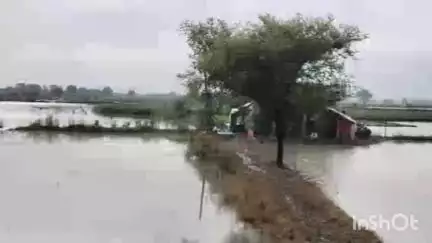 पाटन: पाटन नगर और ग्रामीण इलाकों में लगातार भारी बारिश से धान और मक्के की फसल प्रभावित