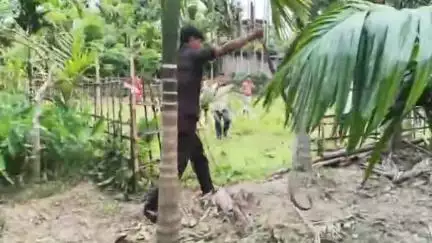 বিজনী ভাগ: বিজনীৰ ১ নং ভেটাগাঁওত ভিমৰাজ সাপ উদ্ধাৰ গটালে বন বিভাগক