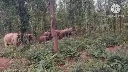 ঝাড়গ্রাম: মানিকপাড়া রেঞ্জ এলাকায় দাঁপিয়ে বেড়ালো ৩০ টি দাঁতাল হাতির একটি দল, আতঙ্কিত এলাকার বাসিন্দারা
