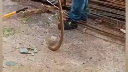 ବୌଦ୍ଧ ସଦର: ଦନ୍ତାପାଲି ମିଲନ ସିମେଣ୍ଟ ଦୋକାନରୁ 6 ଫୁଟ ଲମ୍ବର ନାଗ ସାପ ଉଦ୍ଧାର