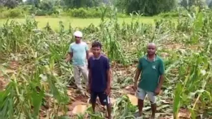 चितरपुर: हेंसापोड़ा वन क्षेत्र के परासाडीह में हाथियों का झुंड पहुंचने से लोगों में दहशत