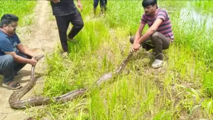 વલસાડ: કોચવાડા ખાતે ખેતરમાંથી 15 ફૂટ લાંબા અજગરનું રેસ્ક્યુ કરાયું