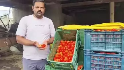 हातकणंगले: रोपे दिली म्हणून शेतकऱ्यांनी लावली, दोष शेतकऱ्यांचा नाही, नुकसानभरपाई रोपवाटिका मालकानी द्यावी: माजी खासदार राजू शेट्टी