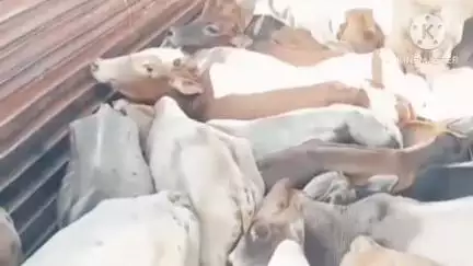 মৰিগাঁও: জাগীৰোডত ৪৫ টা গৰু ভৰ্তি ট্ৰাক সহ আৰক্ষীয়ে আটক কৰে দুজনক,শিৱসাগৰৰ পৰা নগাঁও হৈ মেঘালয়ৰ বৰ্ণিহাটলৈ সৰবৰাহ কৰা সময়তে জব্দ